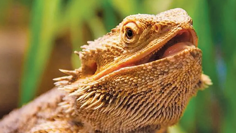 Bearded-Dragons