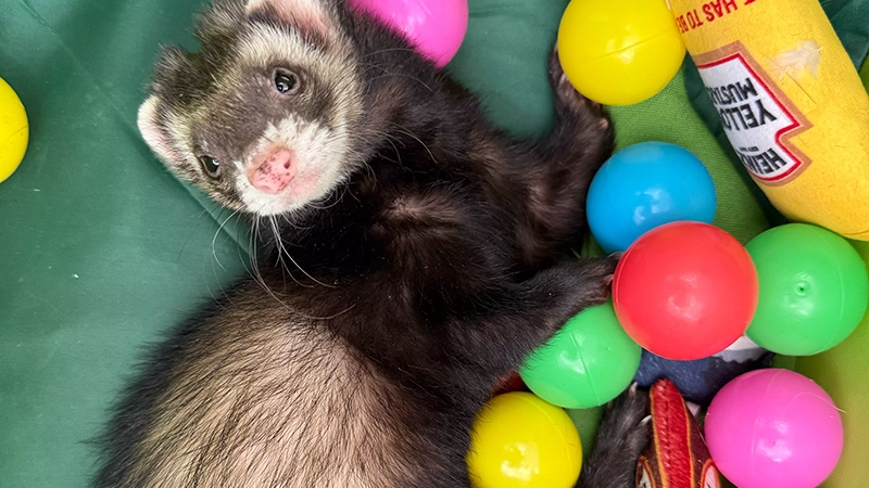 Ferrets