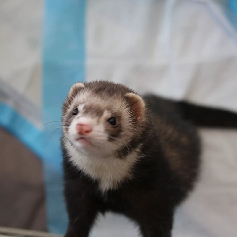 Ferrets-Conservation-Creators
