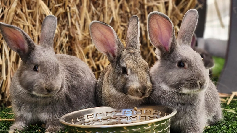 Rabits-Nature-Nurtures