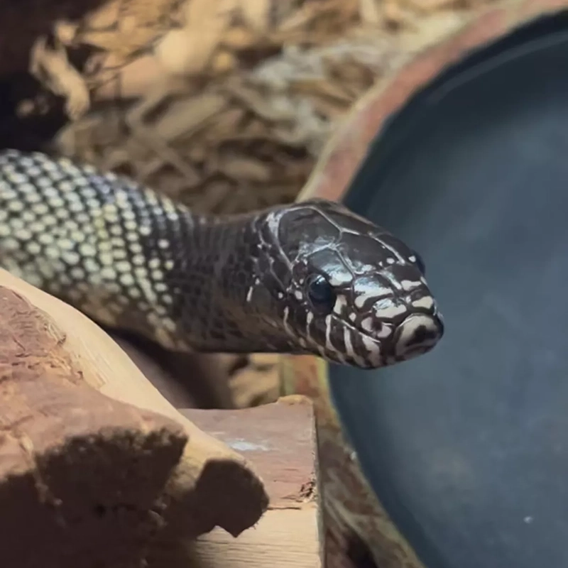 Snakes-Nature-Nurtures