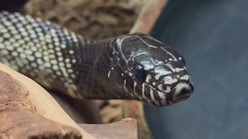 Snakes-Nature-Nurtures
