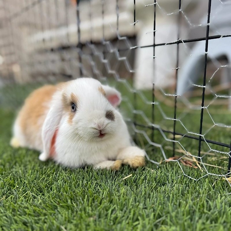 Tier2-Rabit