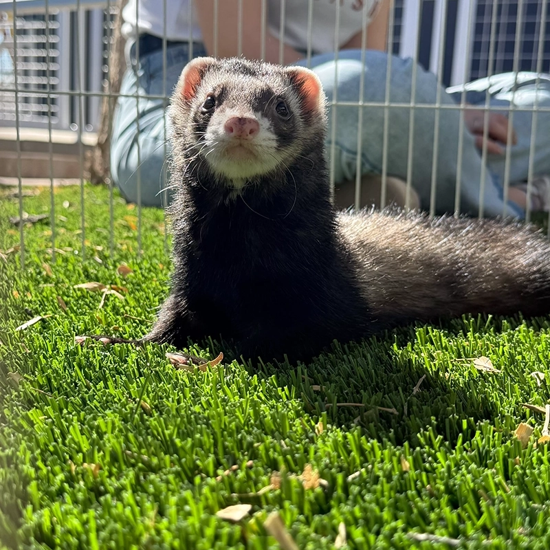 Tier3-Ferrets